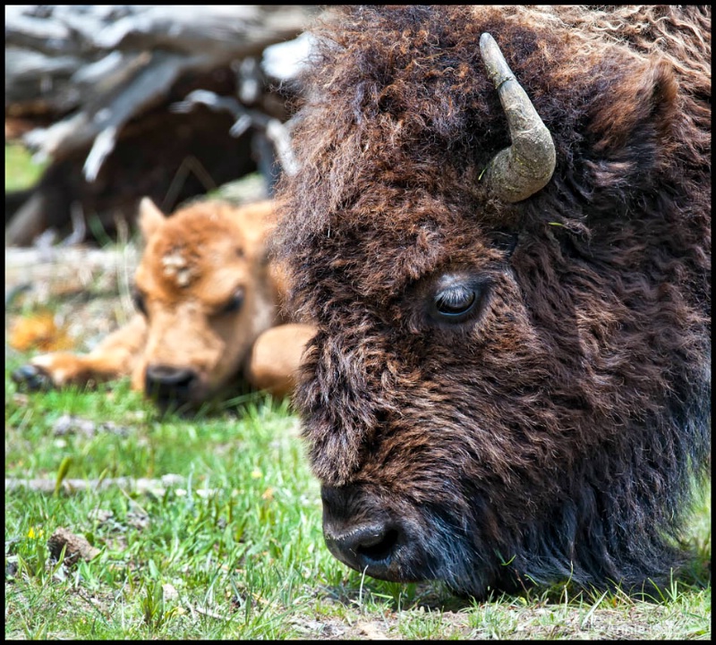 mother   baby buffalo - ID: 12862780 © Annie Katz