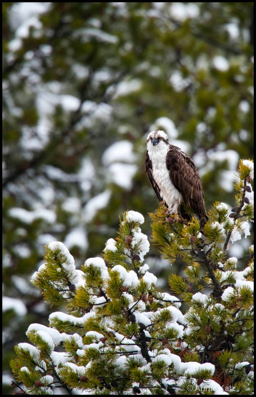 osprey - ID: 12862786 © Annie Katz