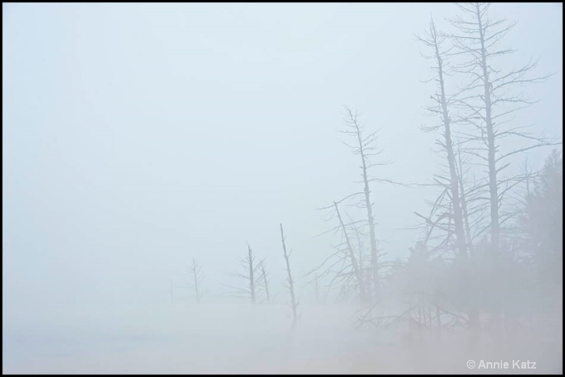 thermal trees in the mist - ID: 12862811 © Annie Katz