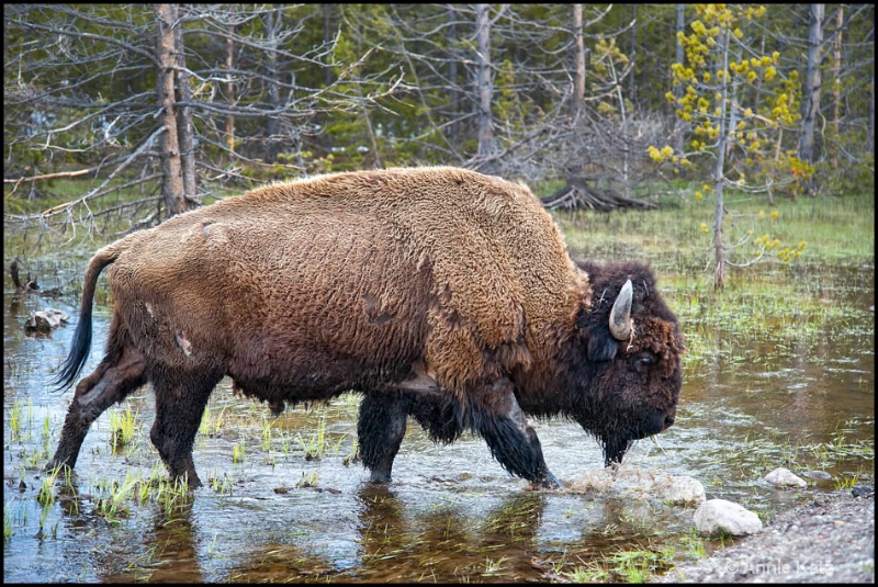 wading buffalo - ID: 12862814 © Annie Katz
