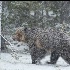 © Annie Katz PhotoID # 12862816: walking in the snow