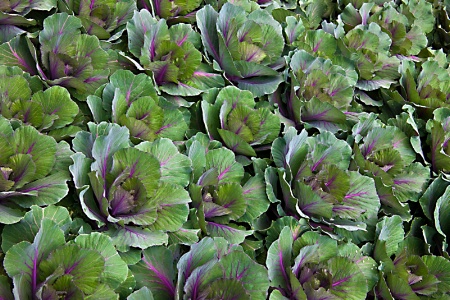 Cabbage Like Pattern
