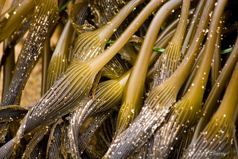 Sandy Sea Kelp