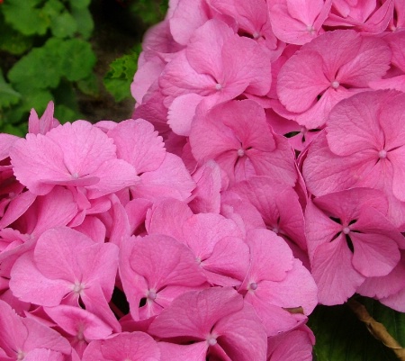 Pink Pinwheels