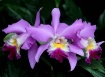 Trio of orchids