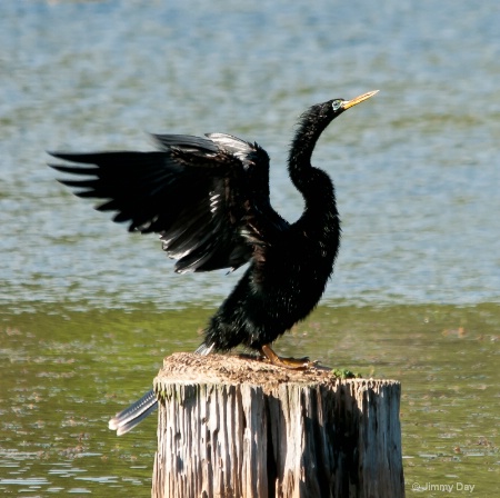 Anhinga