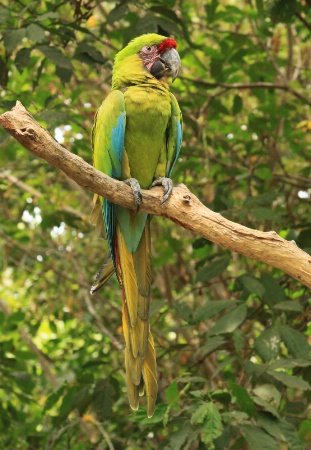 Macaw