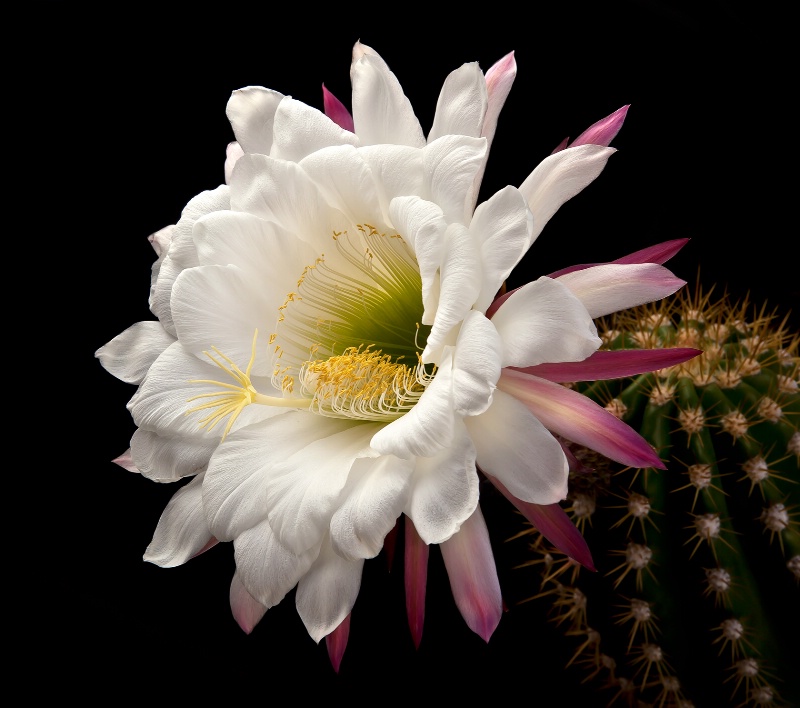 Argentine Giant - ID: 12865570 © Patricia A. Casey