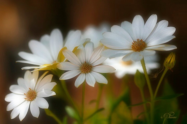 Spring Daisies