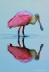 Roseate Spoonbill