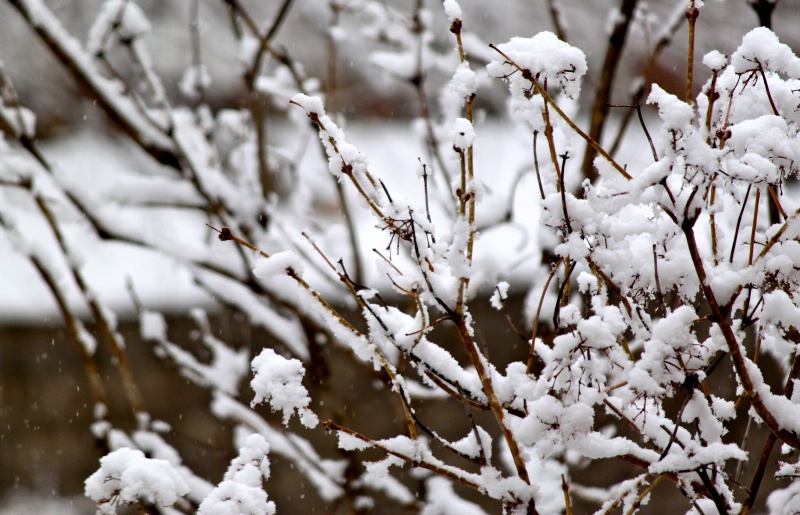 Winter in Minnesota - ID: 12865639 © Sheryl K. Larson