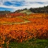 © Mark Schneider PhotoID # 12866597: Twisted Vinyard