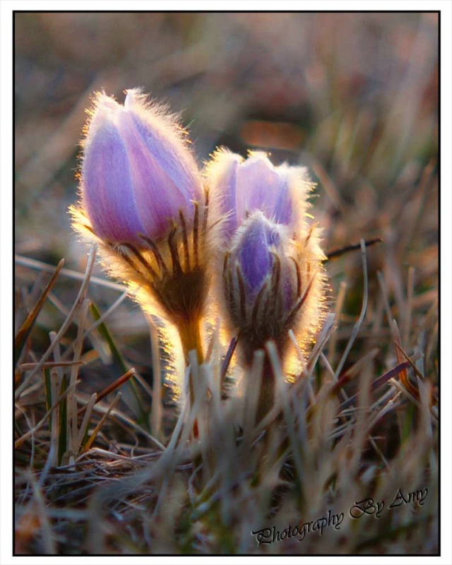 Grow and Glow - ID: 12866686 © Amy Wildeman