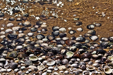 river shells 