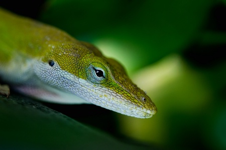 Garden Gecko