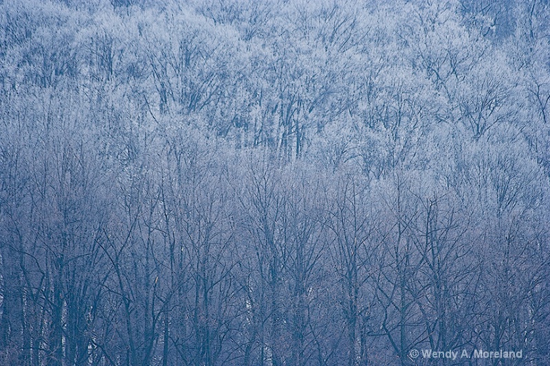frosty trees 72