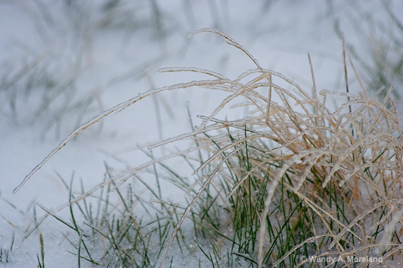 frozen grass 2 72