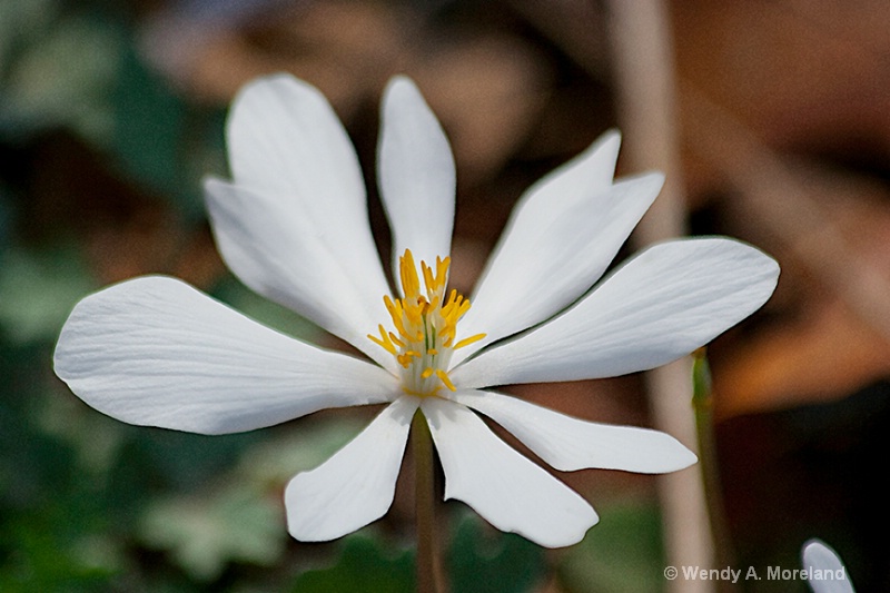 blood root 72