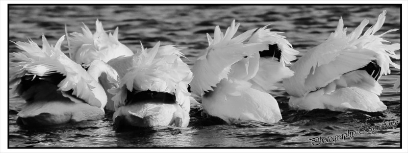 Wind Beneath My Wings - ID: 12867248 © Amy Wildeman