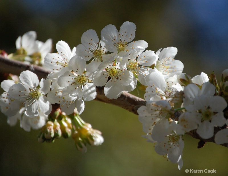 Cherry Blossom in Napa Valley II