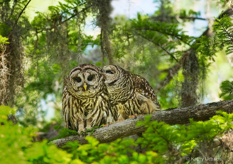 Barred Owls-Love In the Treetops