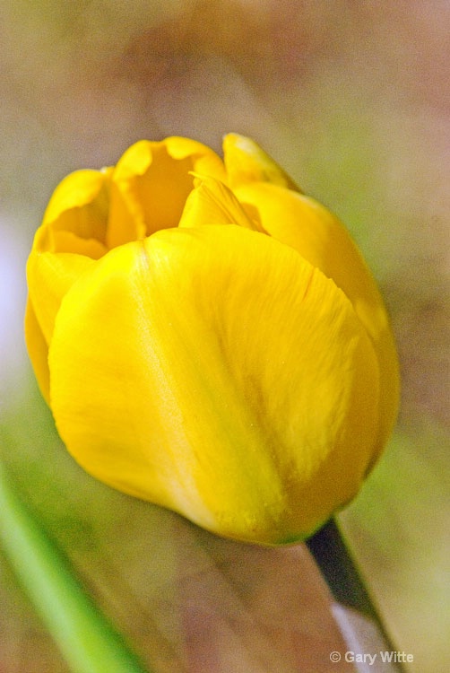 Yellow Tulip