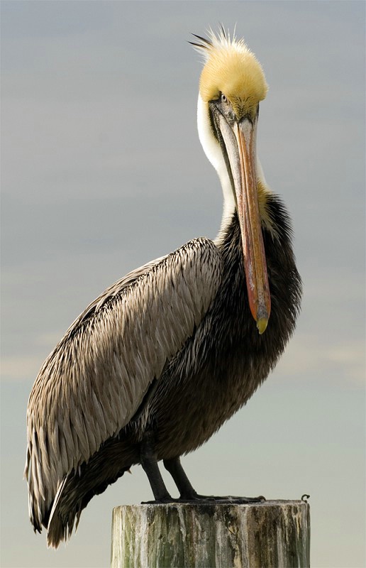 Brown Pelican