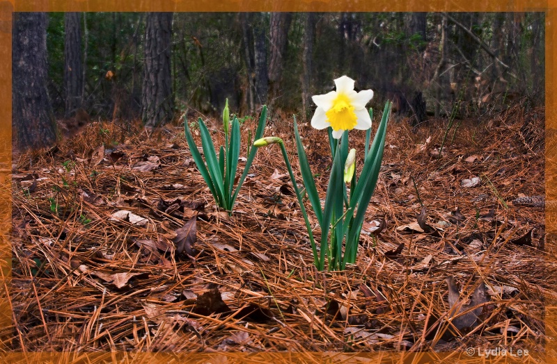 Daffodils - ID: 12868702 © Lydia Lee