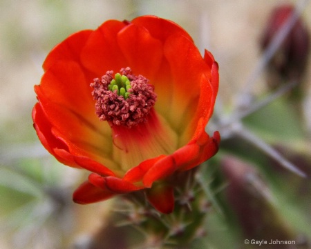 Cactus Bloom