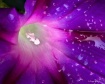 Purple Majesty