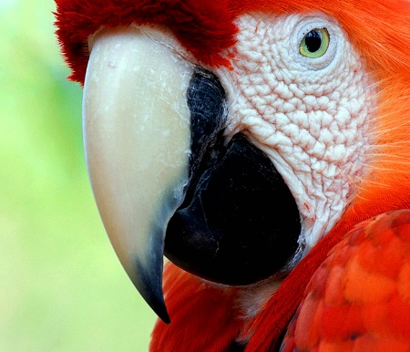 Scarlet Macaw