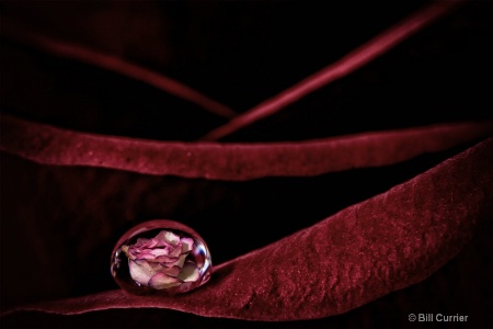 A Drop of Rose