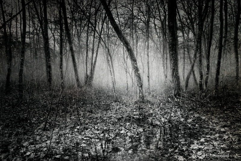 In The Deep Mist Wood