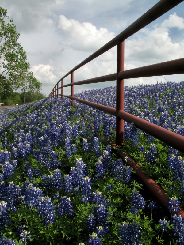 Bluebonnet Field and Fence