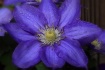 Clematis
