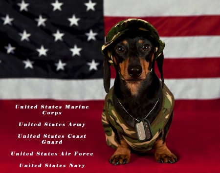 Soldier Dog