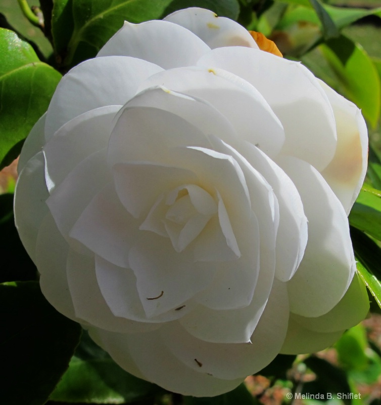 A Gardenia for Mom