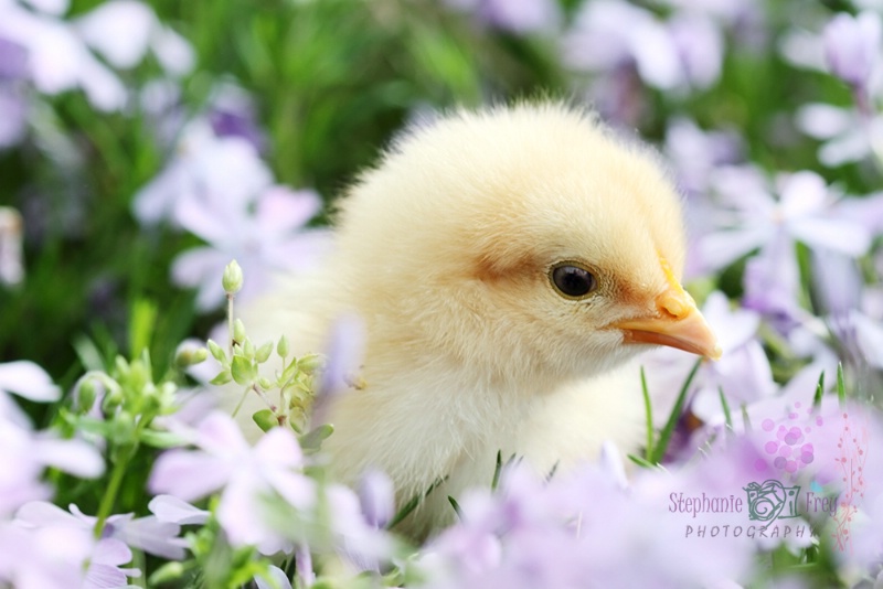 Spring Chick