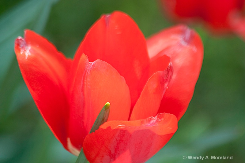 red tulip 72