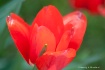 red tulip 72