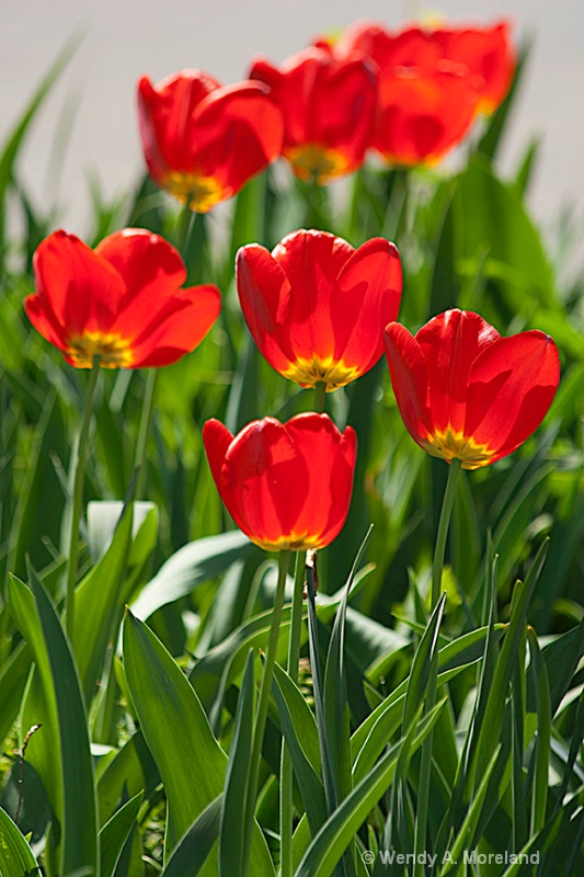 red tulips 72