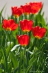 red tulips 72