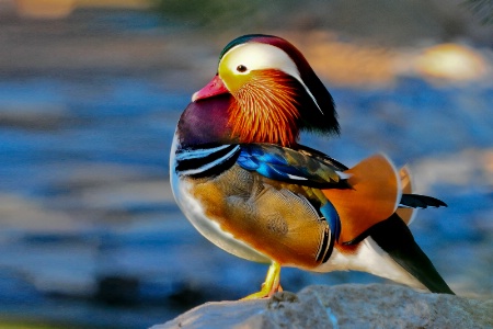 Mandarin Duck!