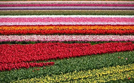 Tulipfield