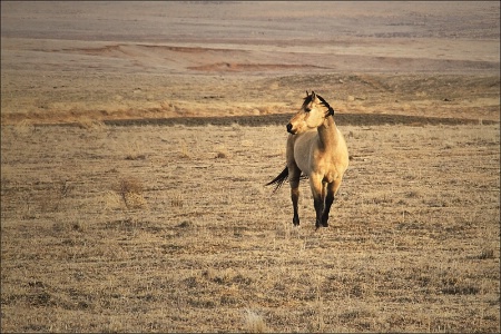 ~ ENDURING THE PLAINS ~