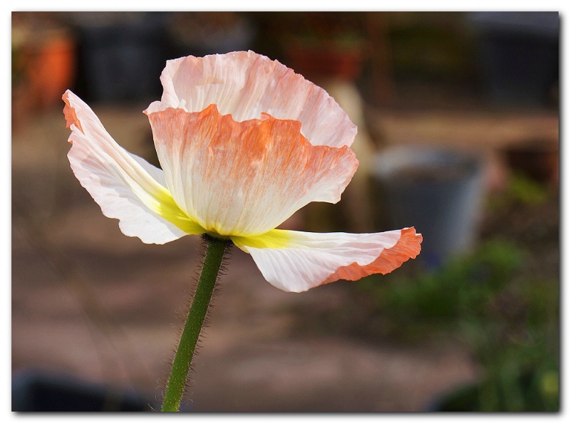 Today's Poppy