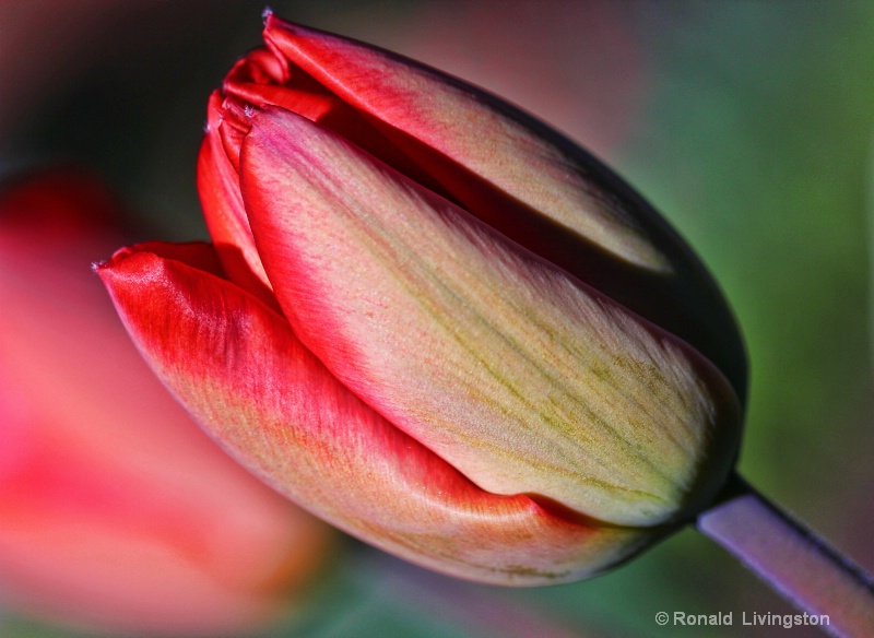 Tulip