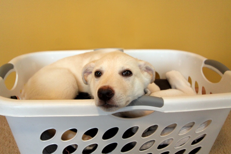 Gracie finds her favorite bed