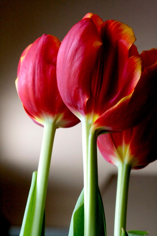 Tall Tulips