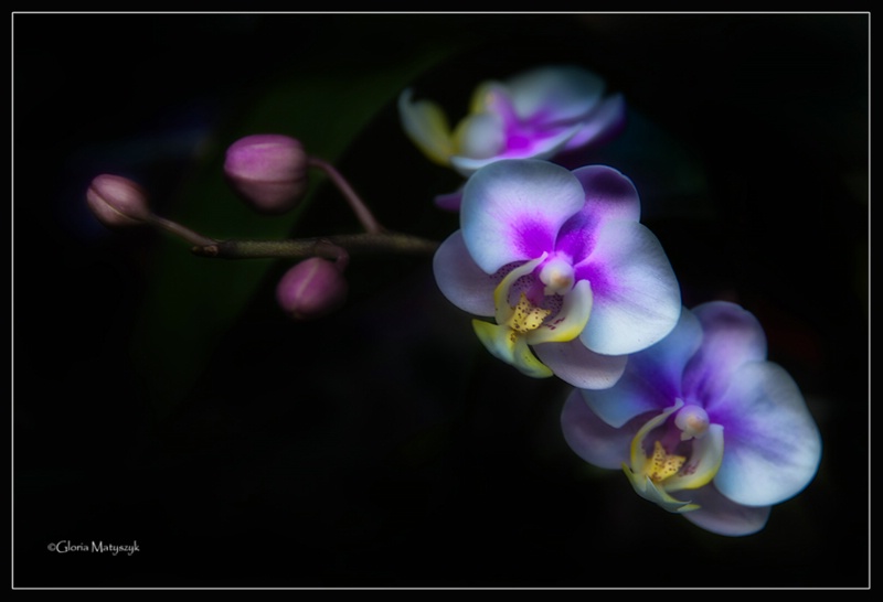Phalenopsis Orchids from St. Petersburg, FL - ID: 12873814 © Gloria Matyszyk
